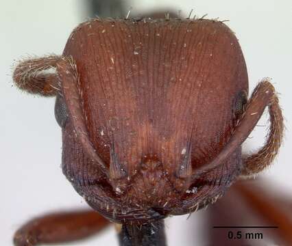 Image of Pogonomyrmex uruguayensis Mayr 1887