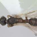Sivun Typhlomyrmex clavicornis Emery 1906 kuva