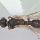 Typhlomyrmex clavicornis Emery 1906的圖片