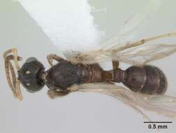 Слика од Typhlomyrmex