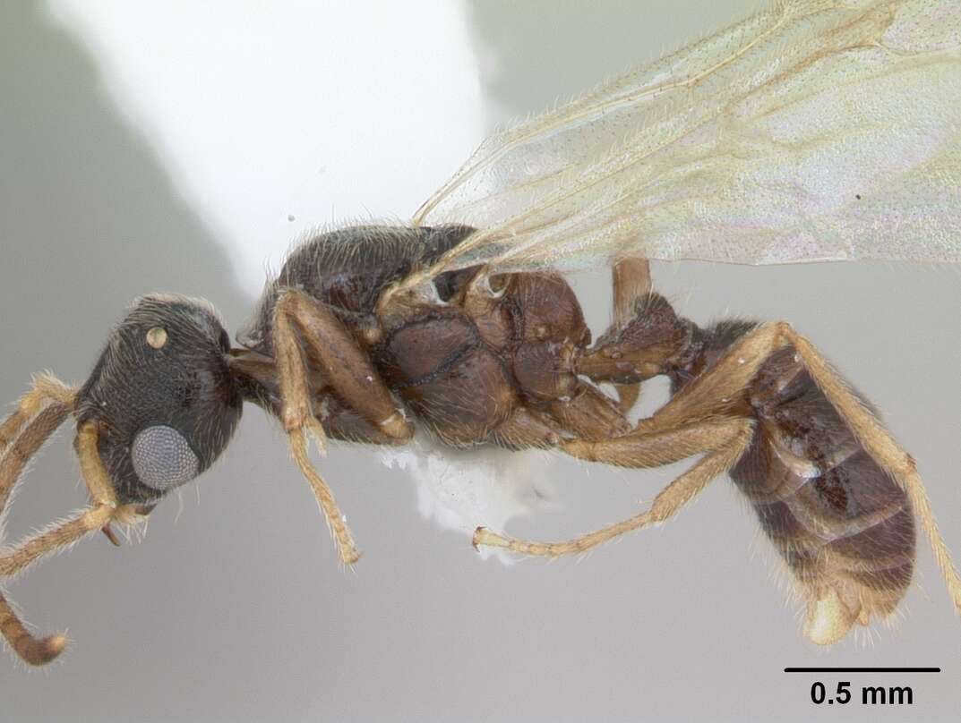 Image of Typhlomyrmex