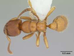 Image of Typhlomyrmex rogenhoferi Mayr 1862