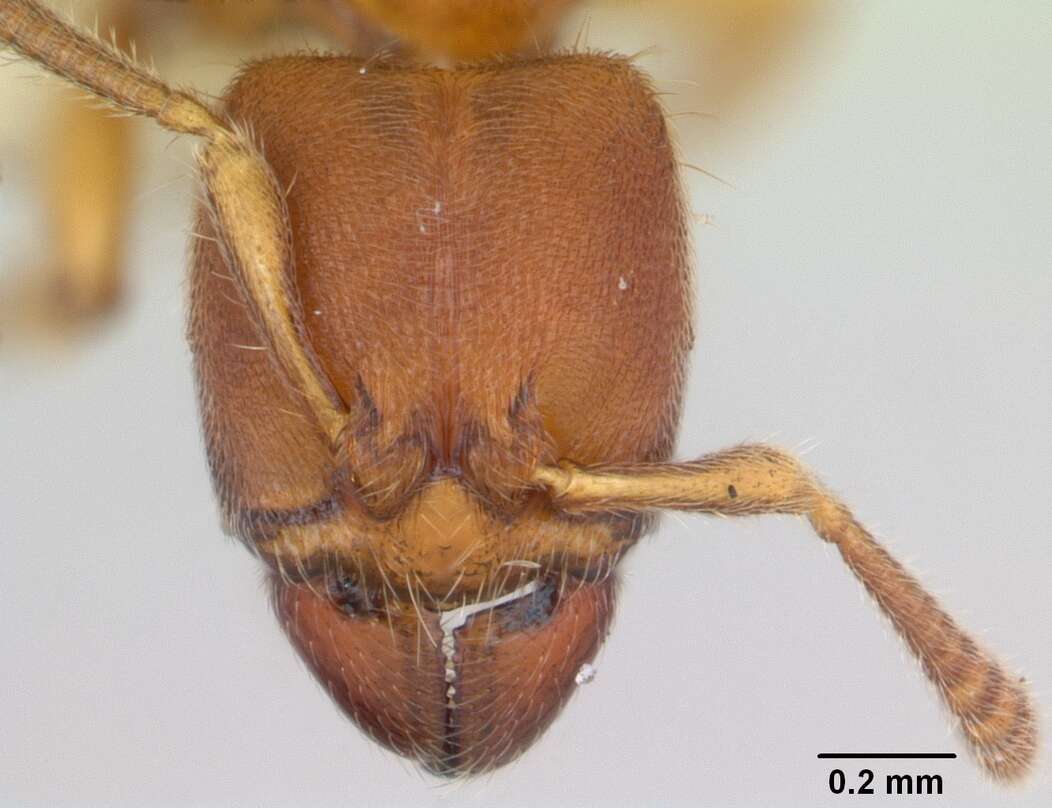 Image of Typhlomyrmex rogenhoferi Mayr 1862