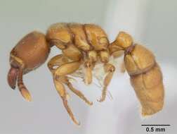 Image of Typhlomyrmex rogenhoferi Mayr 1862