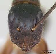 Image of Florida Carpenter Ant