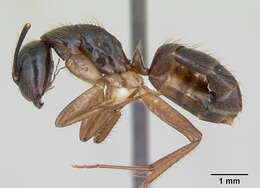 Image of Florida Carpenter Ant