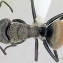 Image of Camponotus arboreus (Smith 1858)