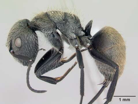 Imagem de Camponotus arboreus (Smith 1858)