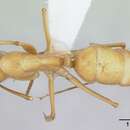 صورة Camponotus balzani Emery 1894