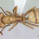 صورة Camponotus bonariensis Mayr 1868