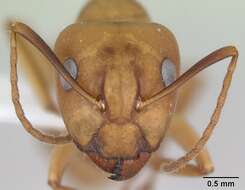 Image of Camponotus bonariensis Mayr 1868