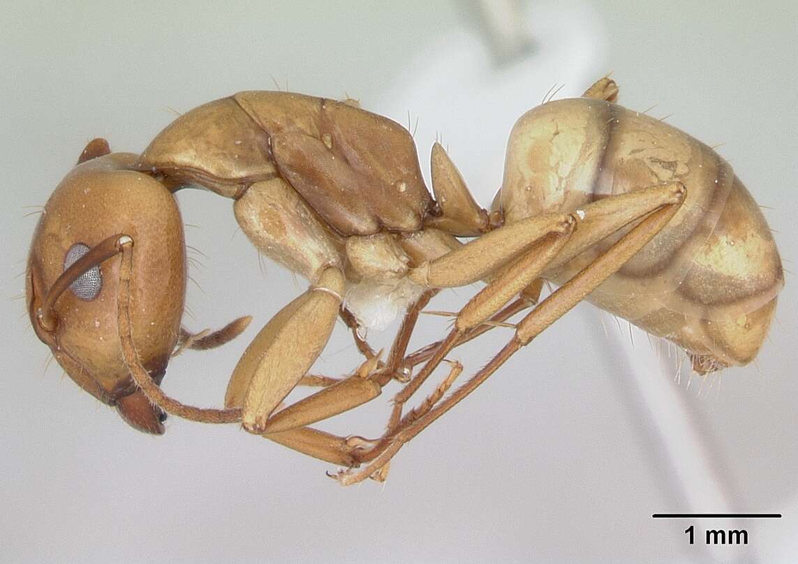 Camponotus bonariensis Mayr 1868的圖片