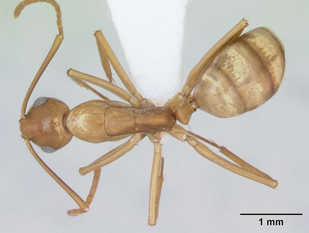 Image of Camponotus bonariensis Mayr 1868
