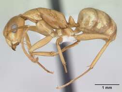 Image of Camponotus bonariensis Mayr 1868