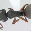 Image of Camponotus brasiliensis Mayr 1862