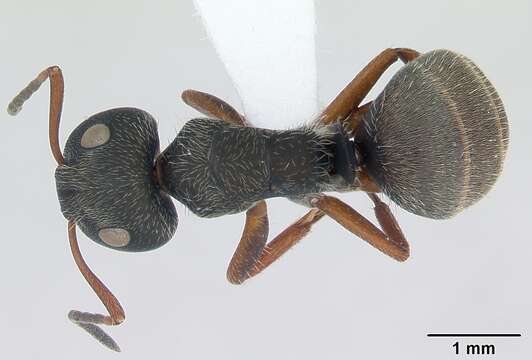 Plancia ëd Camponotus brasiliensis Mayr 1862