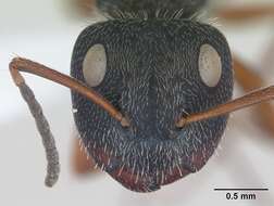 Image of Camponotus brasiliensis Mayr 1862