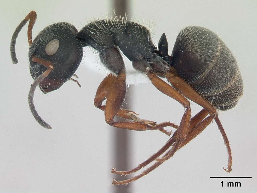 Plancia ëd Camponotus brasiliensis Mayr 1862