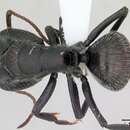 Image of Camponotus cameranoi Emery 1894