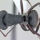 Sivun Camponotus crassus Mayr 1862 kuva
