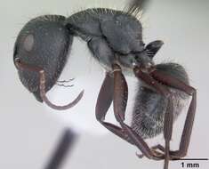 Image of Camponotus crassus Mayr 1862