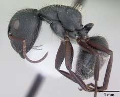 Image de Camponotus crassus Mayr 1862