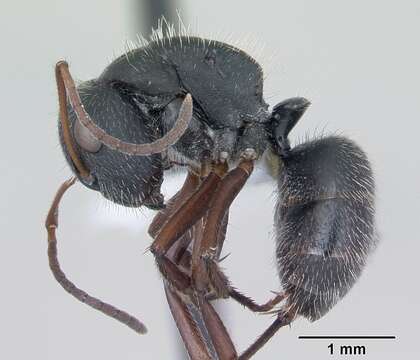 Image de Camponotus crassus Mayr 1862