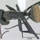 Plancia ëd Camponotus depressus Mayr 1866