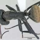 صورة Camponotus depressus Mayr 1866