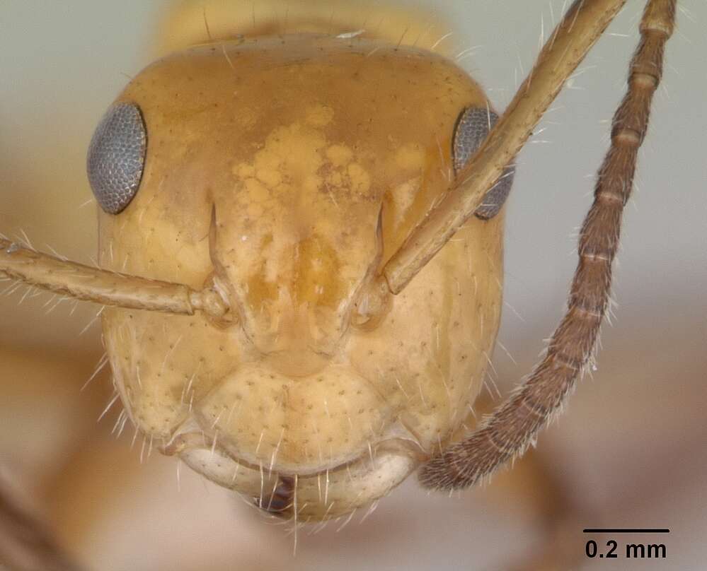 Image of Camponotus dimorphus Emery 1894