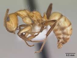 Image of Camponotus dimorphus Emery 1894