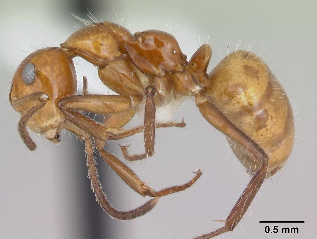 Image of Camponotus dimorphus Emery 1894