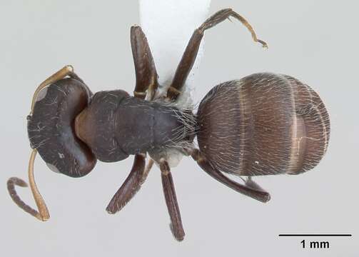 Image of Camponotus excisus Mayr 1870