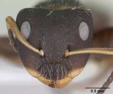 Image of Camponotus excisus Mayr 1870