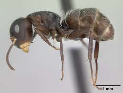 Image of Camponotus excisus Mayr 1870