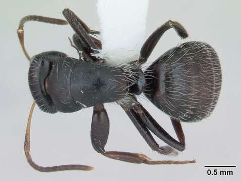 Image of Camponotus excisus Mayr 1870