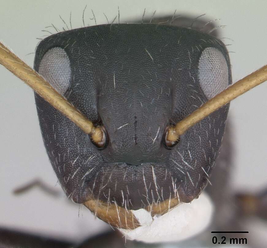 Image of Camponotus excisus Mayr 1870