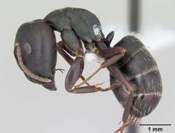 Image of Camponotus fastigatus Roger 1863