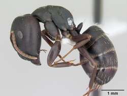 Image de Camponotus fastigatus Roger 1863