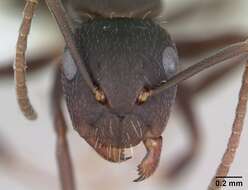 Image de Camponotus fastigatus Roger 1863