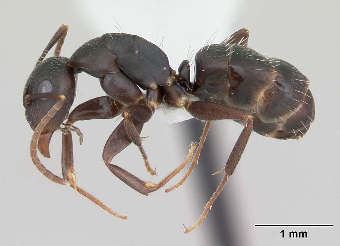 Plancia ëd Camponotus fastigatus Roger 1863