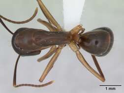 Image of Camponotus fiebrigi Forel 1906