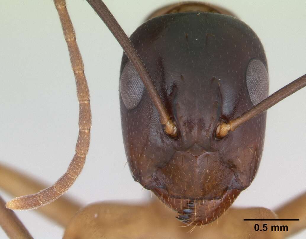 Image of Camponotus fiebrigi Forel 1906