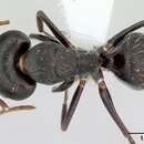 صورة Camponotus germaini Emery 1903