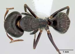 Image of Camponotus germaini Emery 1903