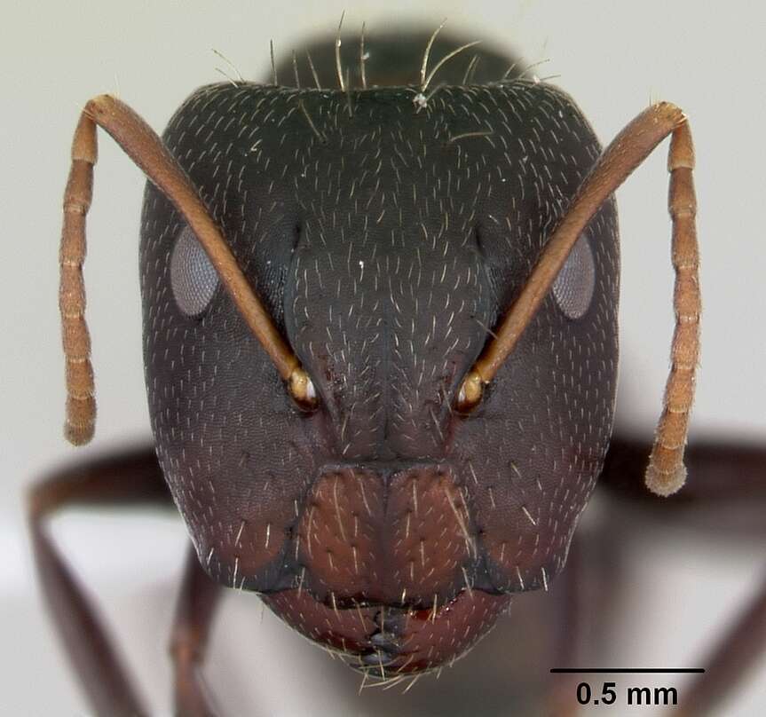 Image of Camponotus germaini Emery 1903