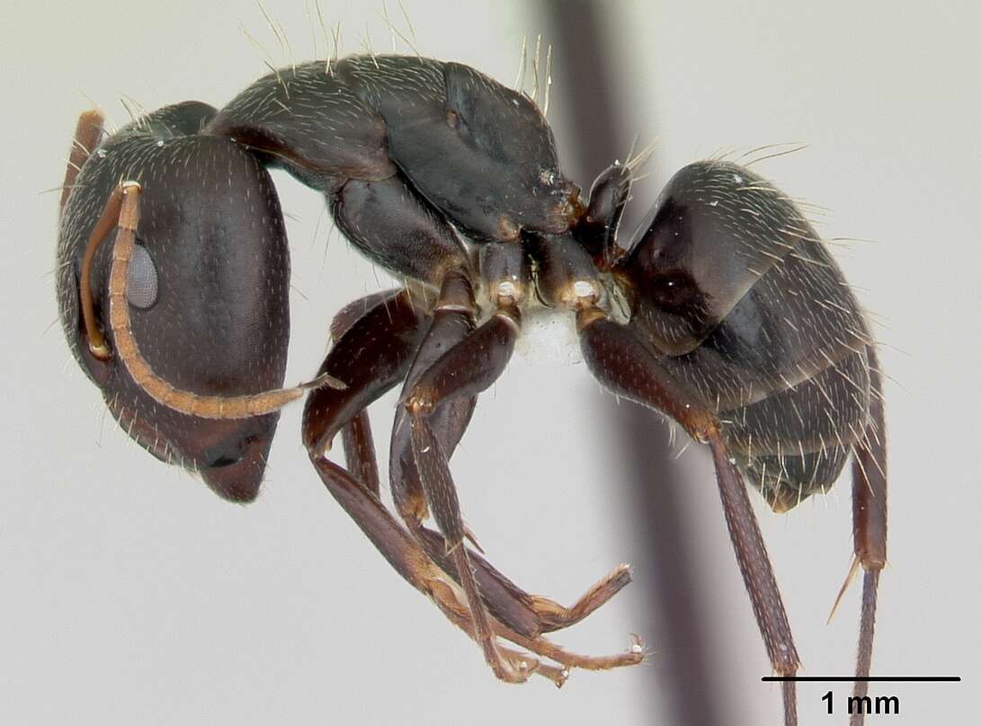 Image of Camponotus germaini Emery 1903