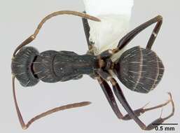 Image of Camponotus germaini Emery 1903