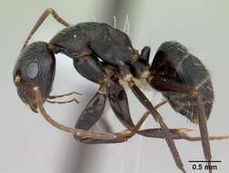 Image of Camponotus germaini Emery 1903