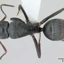 Image of Camponotus helleri Emery 1903